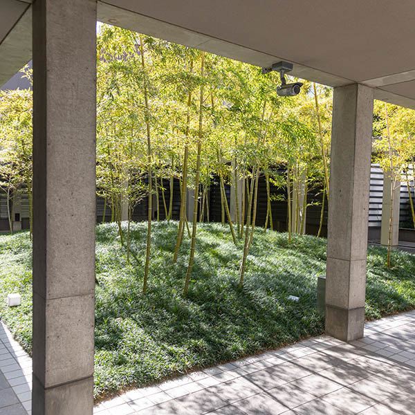 Bamboo Grove in the City (Inside Shijo Karasuma FT Square)<